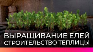 В Старорусском лесничестве начали строительство теплицы для выращивания елей