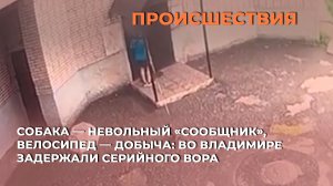Собака — невольный «сообщник», велосипед — добыча: во Владимире задержали серийного вора