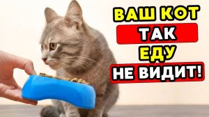 Когда вы кладёте ЕДУ в миску, ВОТ что думает ваш кот!
