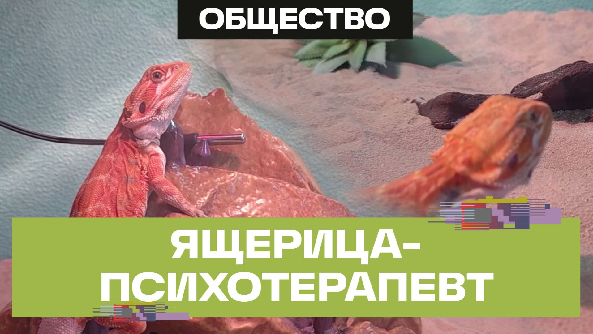Психотерапия за десять рублей. В Москве ящерица агама «избавляет» людей от обидчиков