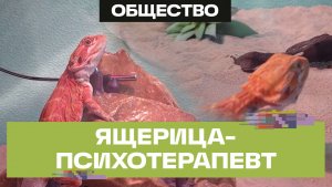 Психотерапия за десять рублей. В Москве ящерица агама «избавляет» людей от обидчиков