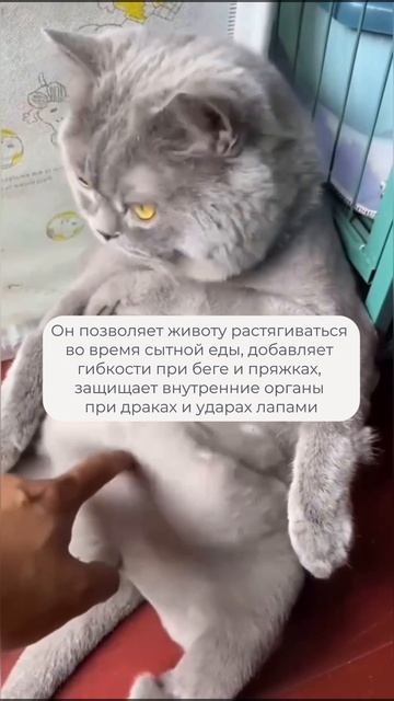 Животик - всегда лишний вес?
