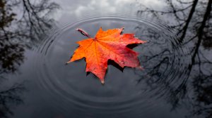 ОСЕННИЙ ШУМ ДОЖДЯ ДЛЯ СНА И ЖУРЧАНИЕ ВОДЫ ✨ РАССЛАБЛЯЮЩИЙ ЗВУК ДОЖДЯ ✨ УСПОКАИВАЮЩИЕ ЗВУКИ ПРИРОДЫ