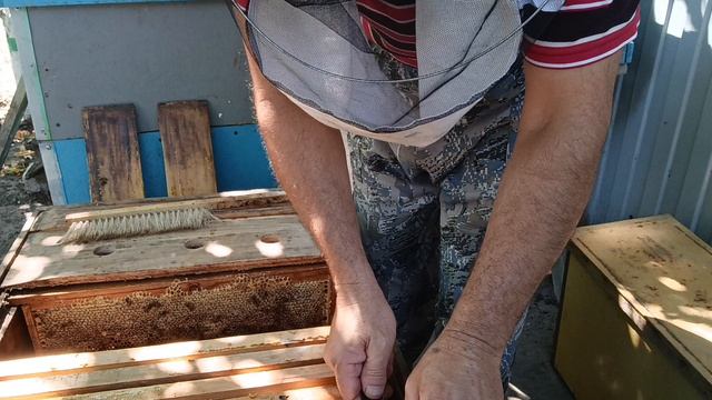 Августовский расплод в отводке.