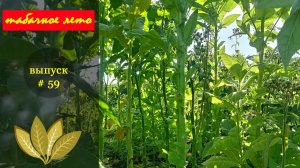 Выпуск #59. Август на плантации. Сезон 2026
