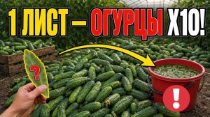 ВСЕГО 1 ЛИСТ - И ОГУРЦОВ СТАНЕЬ В 10 РАЗ БОЛЬШЕ!