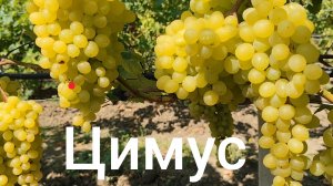 Самый ранний у меня виноград 
«Цимус». 12.08.26 г.
