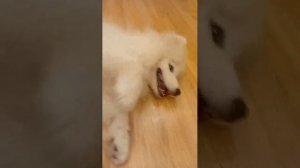 Как я провожу свой вечер