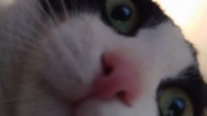 видео  мемы с котами