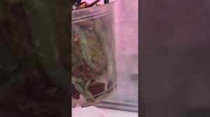 Мои шикарные паф Мауди и фаленопсис Курошио