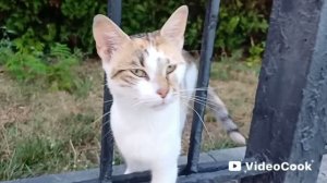 Крым. Судак. 10.08.26. Набережная, закат, море, котики.