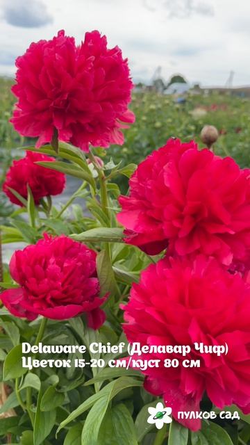 Delaware Chief Peony. Делавэр Чиф пион. Пулков сад