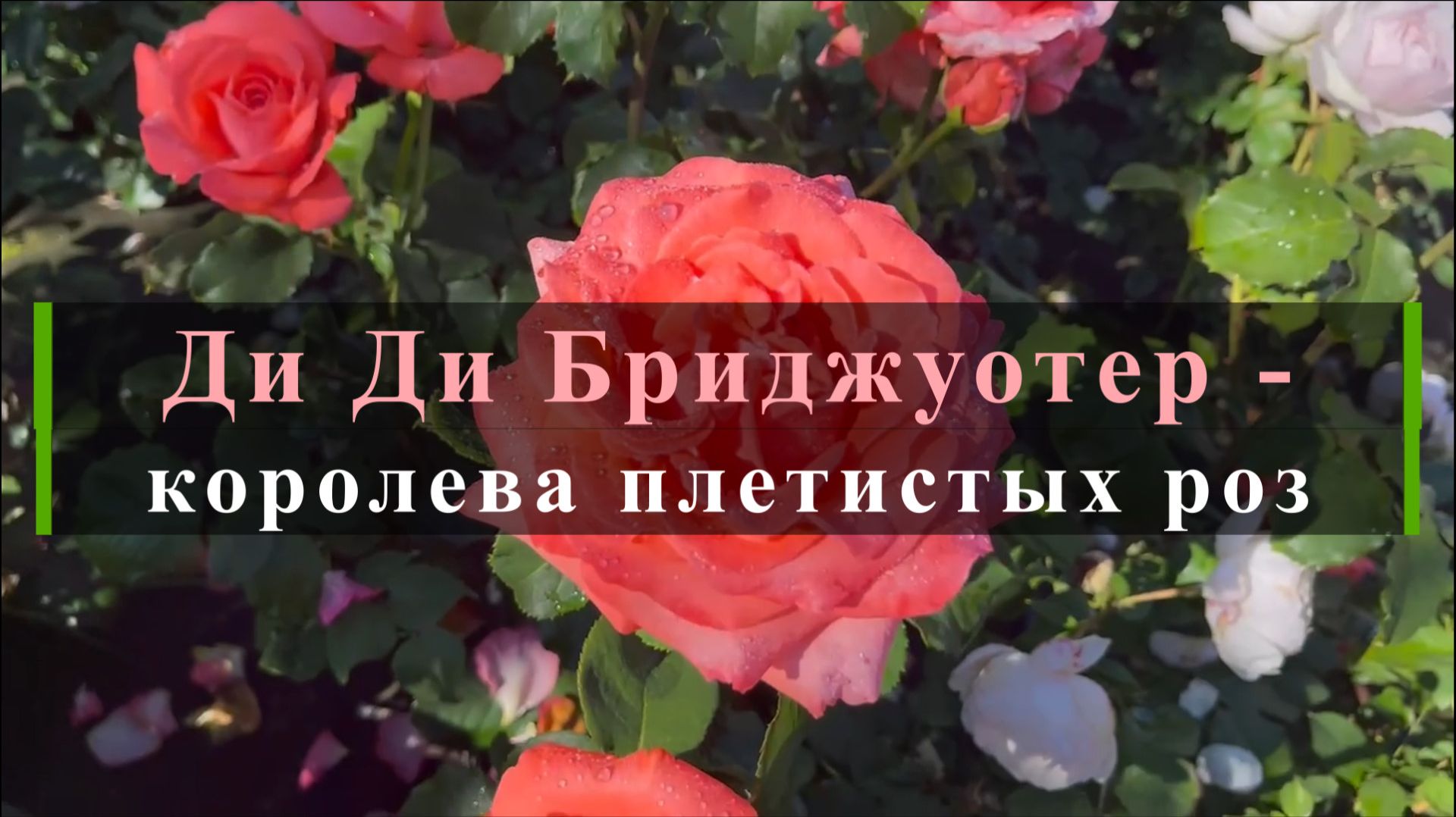 Ди Ди Бриджуотер -королева плетистых роз