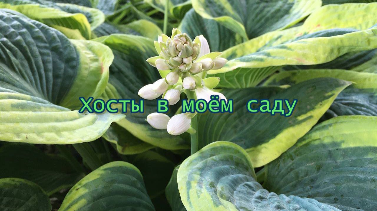 Хосты в моём саду   *