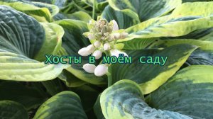 Хосты в моём саду   *