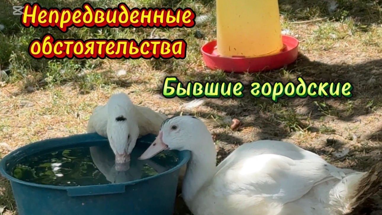 🩷Понедельник с подковырочкой/ Болеть долго это роскошь