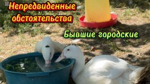 🩷Понедельник с подковырочкой/ Болеть долго это роскошь