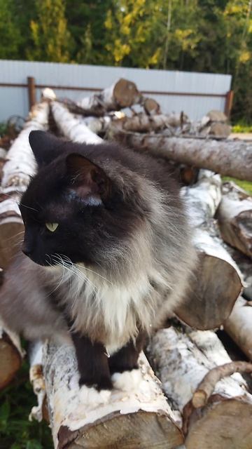 НАШ МАЛЕНЬКИЙ 🤏МИШКА 😻😘😘😘#кот#веселыекоты#юмор