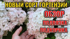 Первый раз подвязываю и подкармливаю новый сорт МЕТЕЛЬЧАТОЙ ГОРТЕНЗИИ КВИК ФАЕР ФАБ
