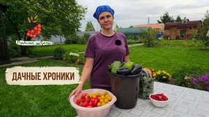 Дачные хроники: томаты поспели за сутки, картошку выкапывать не будем