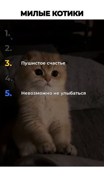 МИЛЫЕ КОТИКИ