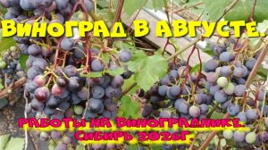 ВИНОГРАД В АВГУСТЕ. РАБОТЫ