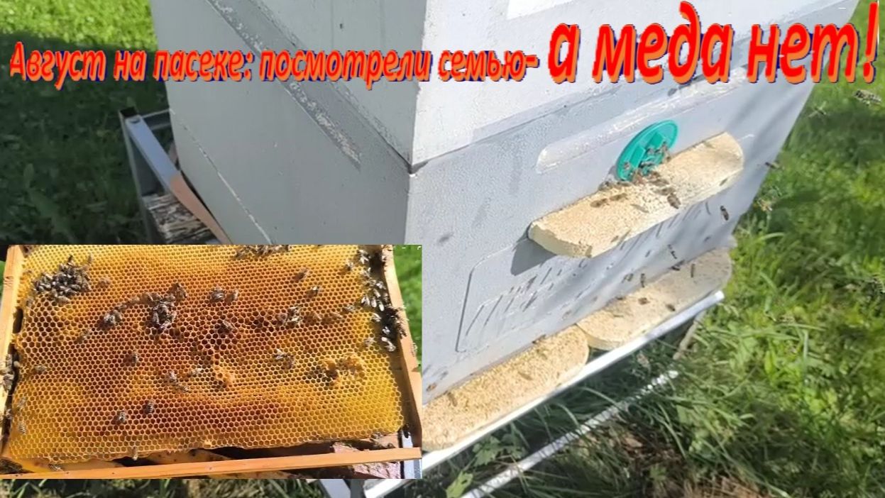 Пчелы. Август на пасеке: посмотрели семью- а меда нет! Неожиданный результат, придется кормить пчел.