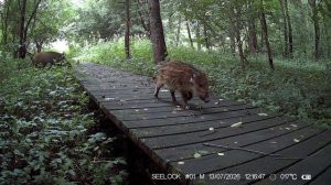 Молодой кабан на экотропе