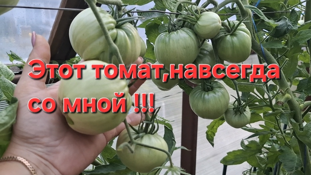 Этот томат ,навсегда со мной!!! Урожайный,сладкий,ароматный!!! Перцы зреют!!!