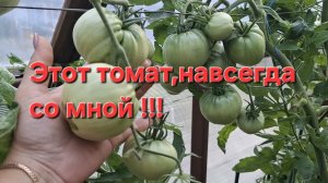 Этот томат ,навсегда со мной!!! Урожайный,сладкий,ароматный!!! Перцы зреют!!!