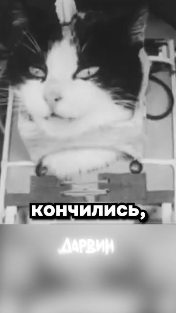Тяжёлая судьба животных испытателей
