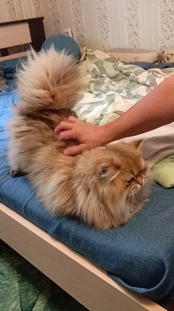 Котенок превратился в кота красавца