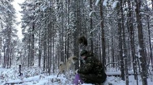 ПРОВАЛИЛСЯ.ЛОСЬ НЕ БОИТСЯ ВЫСТРЕЛА!ДРАКА РАЗБОЯ С КУНИЦАМИ!