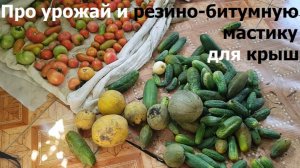 20260812 Урожай дыни арбузы огурцы помидоры яблоки Белый Налив дача огород резино битумная мастика