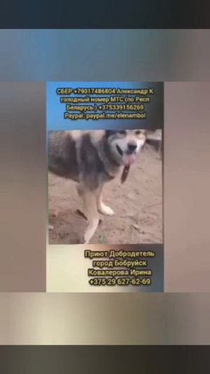 Помогите продолжить спасение Собак из усыпалки!
город Бобруйск.

Это приют Добродетель