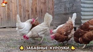 Забавные курочки несушки во дворе и курятнике очень счастливы 🥚😂🐥 (18)