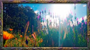 💜☀️ Природная терапия | Пение птиц для утренней медитации.