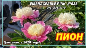 ПИОН «EMBRACEABLE PINK»/Сад Ворошиловой