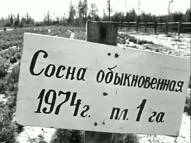 1977 год. Тюменская область. Механизированная высадка сосен.