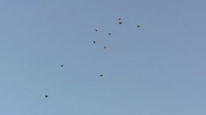 Безкружные голуби 12 августа