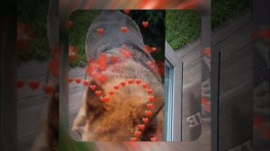 1000066943.mp4 (Собака слушает о технологии укладки л/фанеры в гостиной, на кухне в доме А-фрейм)