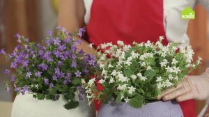 Кампанула. Уход и пересадка. Как ухаживать за комнатными цветами