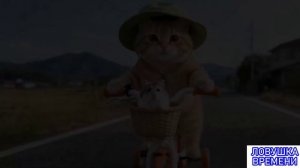 Красивые ВИДЕО ДЕТЯМ-#6😸 Видео про ЖИВОТНЫХ для ДЕТЕЙ😸Видео с Животными 😸Видео про Кошек