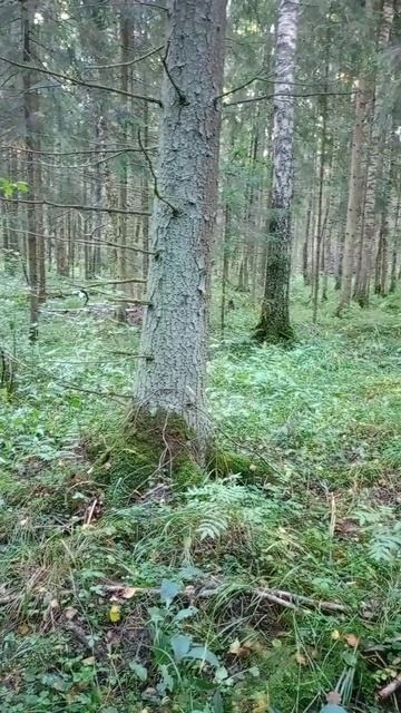 Грибов в Ленобласти, нет!