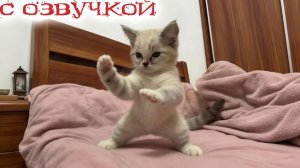 Приколы С Котами! С ОЗВУЧКОЙ! Самые Смешные Коты 2026 — РЖАЛ ДО СЛЁЗ 😹