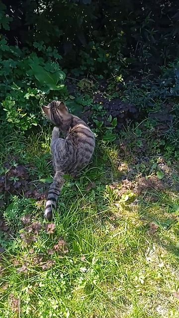 кот
