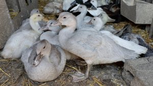 Индоутята: окрас лаванда и серебро. Саксонские утята издалека.