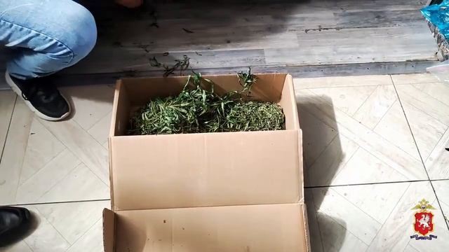 Житель Севастополя уличён в выращивании 117 кустов конопли и изготовлении для сбыта марихуаны
