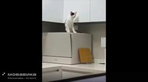Ежедневные Будни Котиков №9