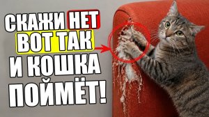 Как ОТУЧИТЬ Кошку Драть Диван (секретный способ)